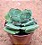 Crassula dubia - Imagem 2