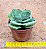 Crassula dubia - Imagem 3