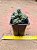 Crassula ivory pagoda - Imagem 2