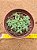Crassula lanuginosa - Imagem 1