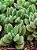 Crassula lanuginosa - Imagem 2