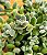 Crassula lanuginosa - Imagem 3