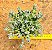 Crassula lanuginosa - Imagem 1