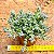 Crassula lanuginosa - Imagem 2