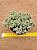 Crassula lanuginosa - Imagem 4