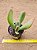 Kalanchoe luciae v oricula - Imagem 3