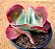 Kalanchoe fantastic - Imagem 1