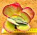 Kalanchoe fantastic - Imagem 1