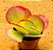 Kalanchoe fantastic - Imagem 2