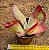 Kalanchoe fantastic - Imagem 2