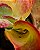 Kalanchoe fantastic - Imagem 4