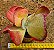 Kalanchoe fantastic - Imagem 3