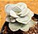 Adromischus leucophyllus - Imagem 2