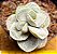 Adromischus leucophyllus - Imagem 1