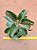 Kalanchoe sexangularis - Imagem 2