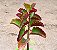 Kalanchoe sexangularis - Imagem 1