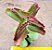 Kalanchoe sexangularis - Imagem 3