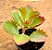 Kalanchoe sexangularis - Imagem 1