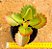 Kalanchoe sexangularis - Imagem 2