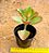 Kalanchoe sexangularis - Imagem 4