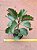 Kalanchoe sexangularis - Imagem 3