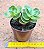Portulaca molokiniensis - Imagem 3