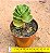 Portulaca molokiniensis - Imagem 3