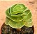 Portulaca molokiniensis - Imagem 1
