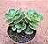 Portulaca molokiniensis - Imagem 1