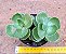 Portulaca molokiniensis - Imagem 2