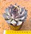 Echeveria dark ice - Imagem 2