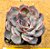 Echeveria dark ice - Imagem 1