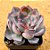 Echeveria dark ice - Imagem 2