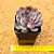 Echeveria dark ice - Imagem 3