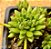 Sedum hirsutum - Imagem 2
