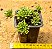 Sedum hirsutum - Imagem 3