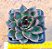Echeveria black queen - Imagem 2