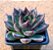 Echeveria black queen - Imagem 1