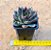 Echeveria black queen - Imagem 3