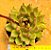 Echeveria black queen - Imagem 4