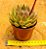 Echeveria black queen - Imagem 3