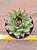 Echeveria black queen - Imagem 2