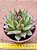 Echeveria black queen - Imagem 4