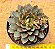 Echeveria agita rose - Imagem 2