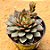 Echeveria agita rose - Imagem 1