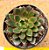 Echeveria agita rose - Imagem 3