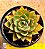 Echeveria agita rose - Imagem 1