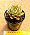 Echeveria agita rose - Imagem 3