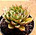 Echeveria agita rose - Imagem 2