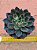Echeveria agita rose - Imagem 6